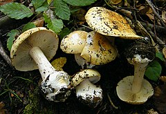 Cortinarius osmophorus: fotografijŏ