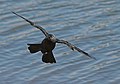 Quality image Corvus Monedula in flight