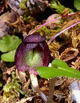 <i>Corybas obscurus</i> Species of orchid