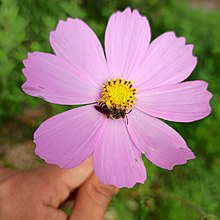 Cosmos bipinnatus — Wikipédia