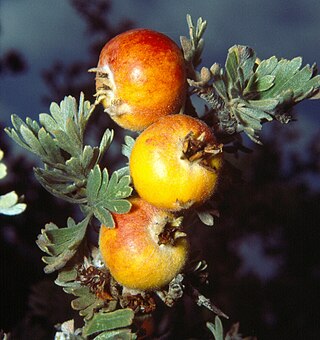 <i>Crataegus pycnoloba</i> Species of plant in the family Rosaceae