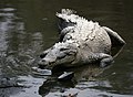 Cocodrilo americano / American crocodile - Photo taken at La Manzanilla, Jalisco, Mexico / Foto tomada en La Manzanilla, Jalisco, México