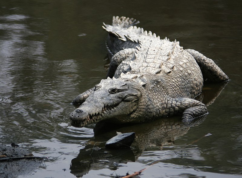 File:Crocodylus acutus mexico 02.jpg