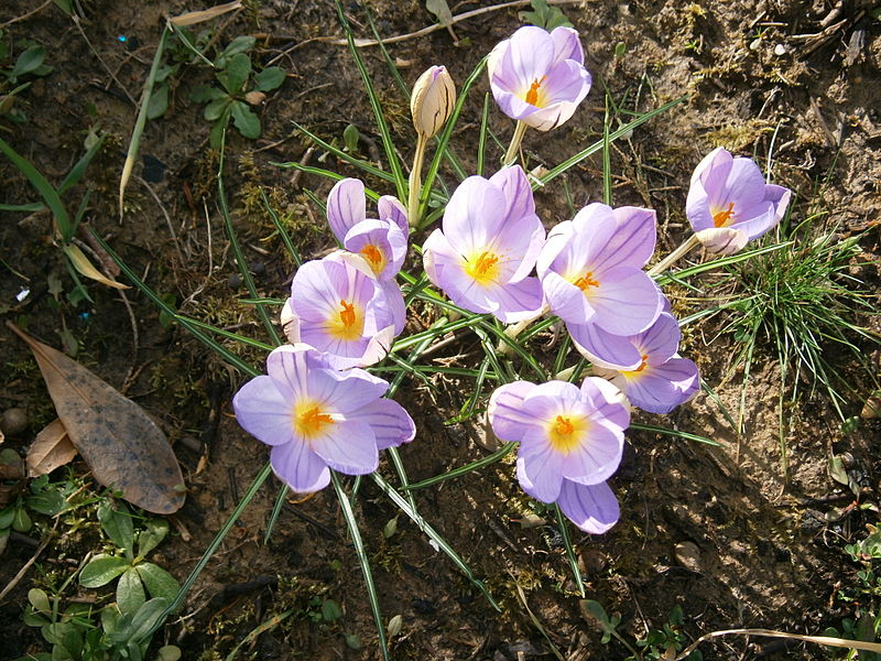 File:Crocus imperati 'De Jager' 03.JPG