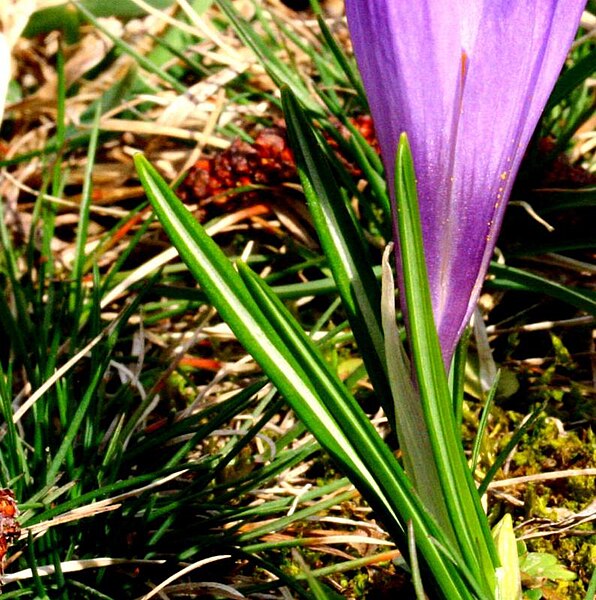 File:Crocus vernus ENBLA04.jpg