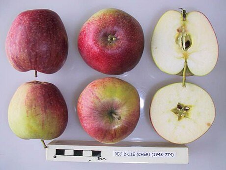 Bec d'Oie (manzana)