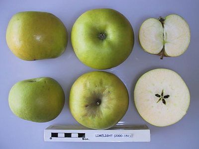 Limelight (manzana)