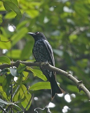 Crow drongo