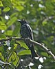 Crow-billed Drongo (Dicrurus annectans) - Flickr - Lip Kee.jpg