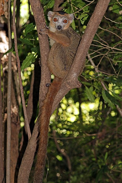 File:Crowned lemur (Eulemur coronatus) male.jpg
