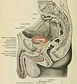 Lateral cross-section of the male pelvis and it's contents.