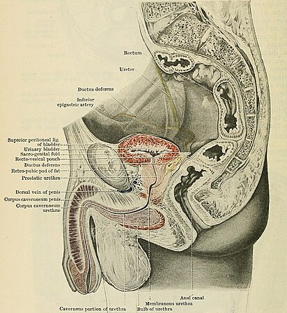 File:Cunningham's Text-book of anatomy (1914) (20630878319).jpg