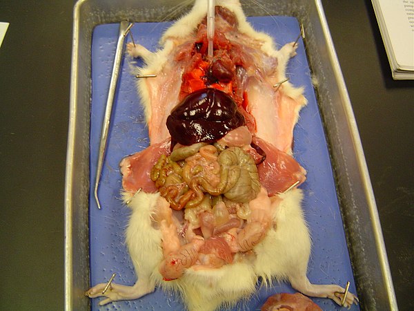 Dissection