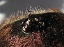 Close-up of a tarantula's eyes Cyclosternum fasciatum, eye region.jpg
