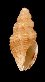 <i>Cymakra</i> Genus of gastropods