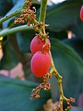 Miniatura para Cyphostemma bainesii