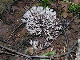 Žiediškasis karpininkas (Thelephora anthocephala)