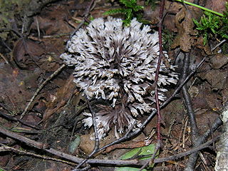 <i>Thelephora anthocephala</i> Species of fungus