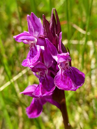 <i>Dactylorhiza traunsteineri</i> Species of flowering plant in the orchid family Orchidaceae