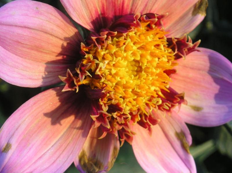 File:Dahlia parcfloral.jpg