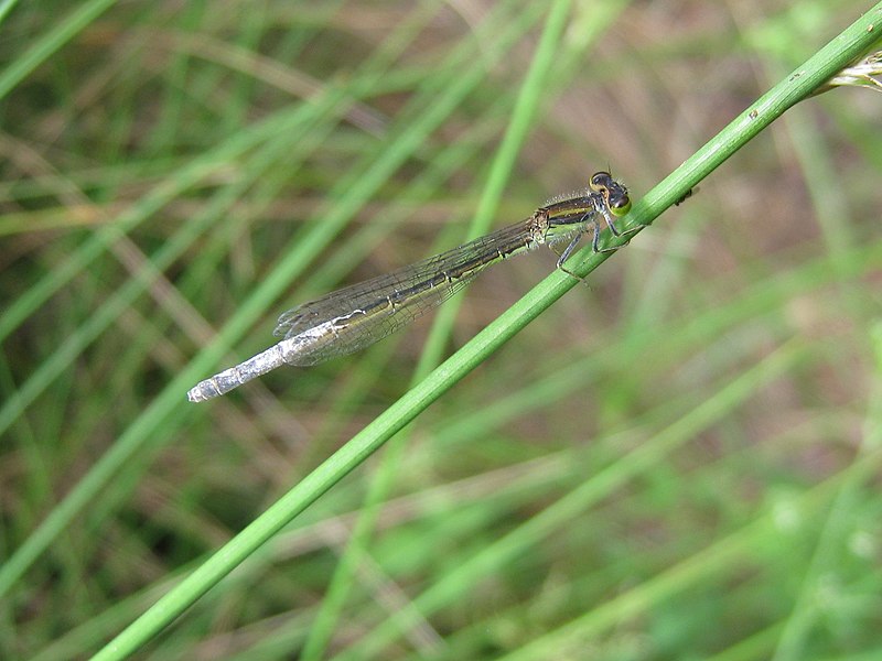 File:Damselfly (5190704543).jpg