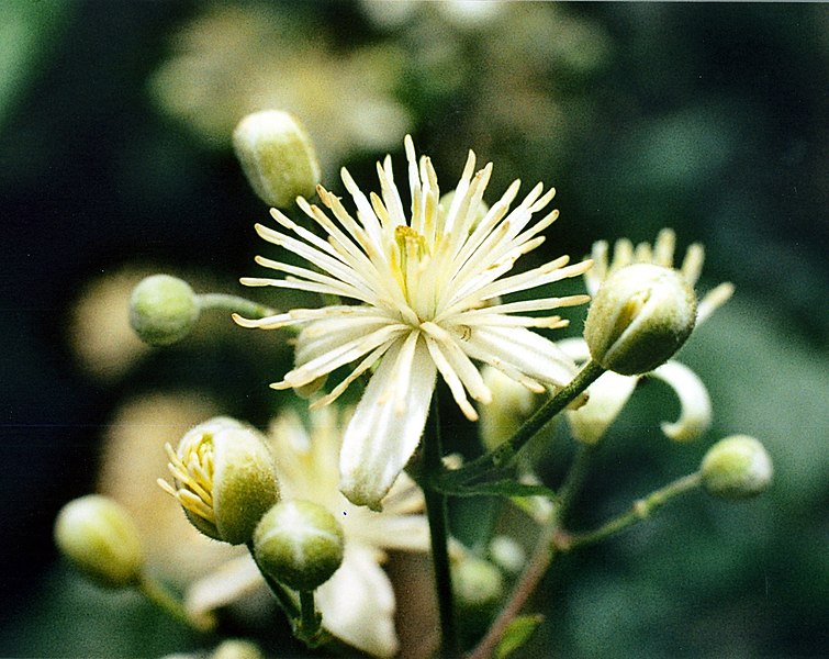 File:Daniel Fuchs.CC-BY-SA.Clematis vitalba.jpg