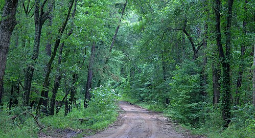 Davy Crockett National Forest, Houston County, Texas, USA (May 2019)