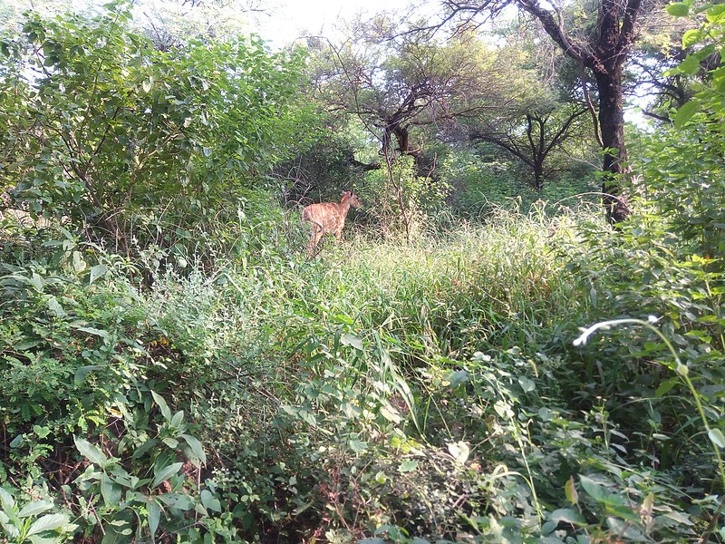 File:Deer at Sanjay van 2016.jpg