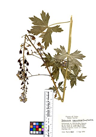 <i>Delphinium stachydeum</i> Species of flowering plant