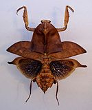 Deroplatys truncata TPopp.jpg