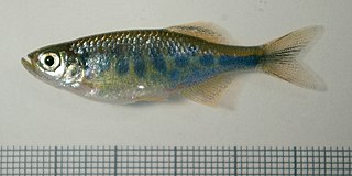 <span class="mw-page-title-main">Barred danio</span> Species of fish