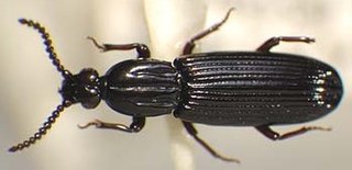 <i>Dhysores</i> Genus of beetles