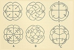 File:Diagram of cleavage forms.jpg (Category:Antedon)