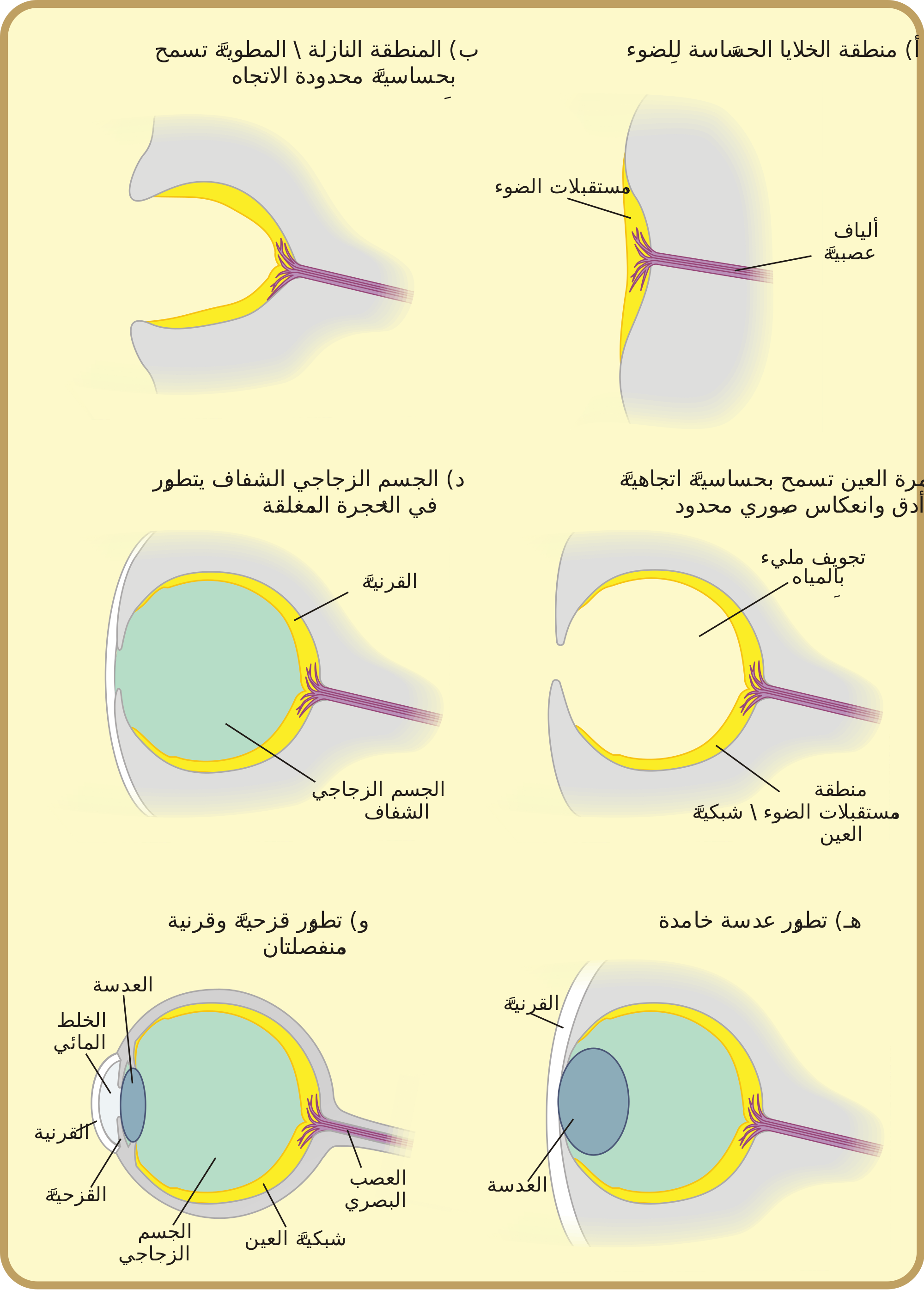 Diagram Of D Eye Images - How To Guide And Refrence