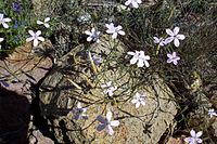 Dianthus charidemi