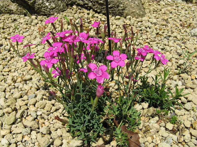 File:Dianthus glacialis3.jpg