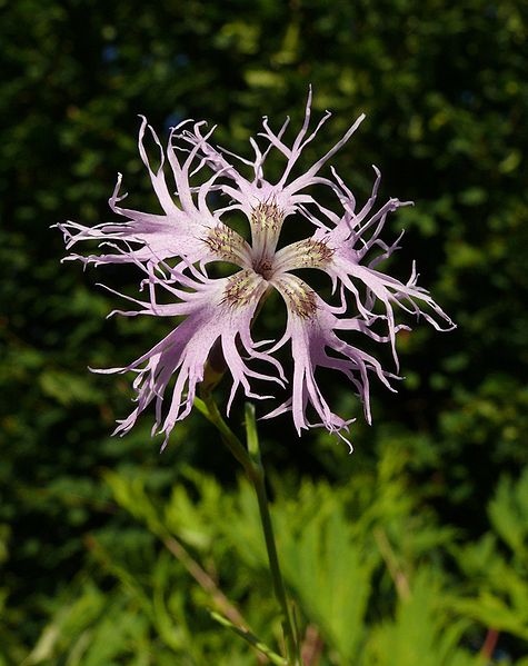 File:Dianthus superbus 010807.jpg