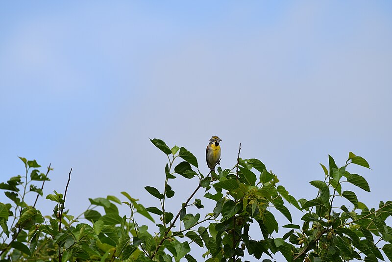 File:Dickcissel birding underwood road 6.21.18 DSC 0320.jpg