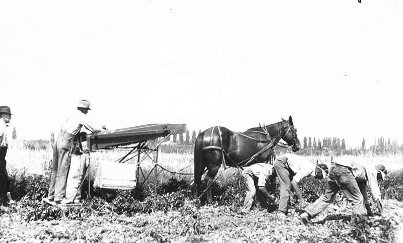 File:Digging Potatoes, Baker County, circa 1924 (3424509371).jpg