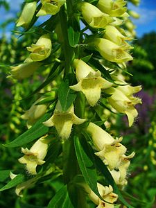 Digitalis lutea Flowers