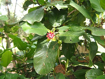 Dillenia alata fruit and foliage.jpg