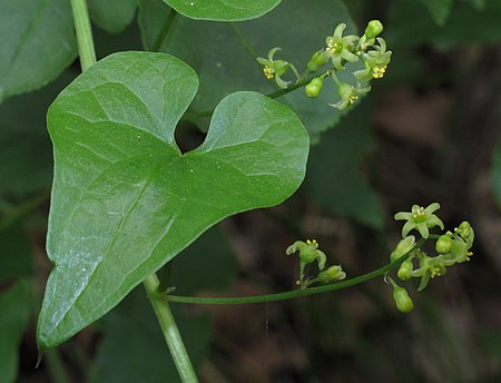 Dioscorea_communis