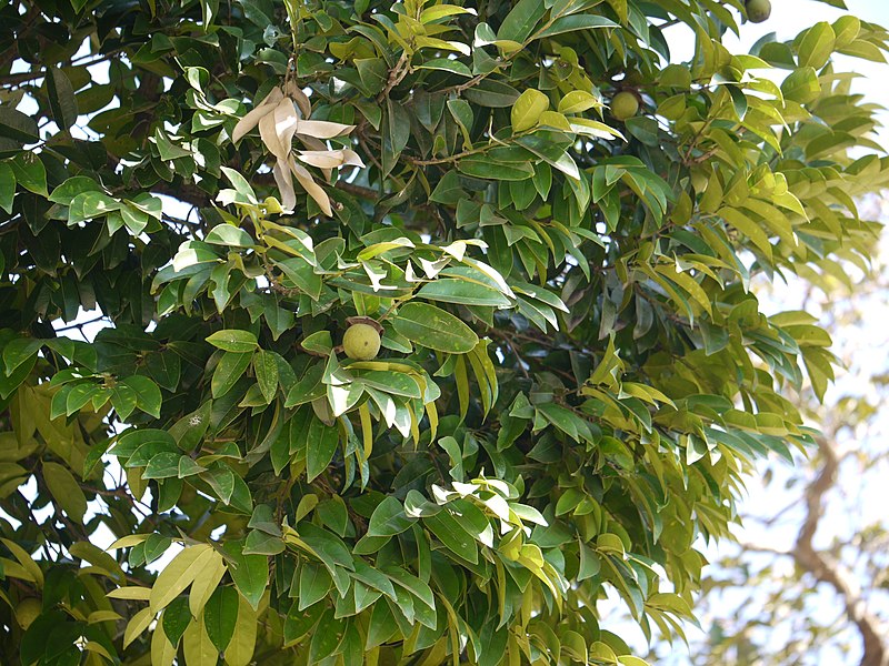 File:Diospyros ¿ species ? (8293486921).jpg