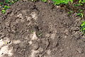 Dirt and Mud 002 - Loose Dirt with Plants.jpg