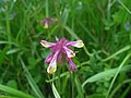 nikoliv, je to černýš hřebenitý (Malampyrum cristatum) don Pedro