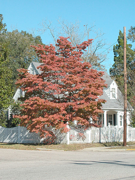 File:Dogwood fall 0353.jpg