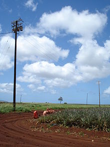 File:Dole_Pineapple_Plantation_Field.jpg