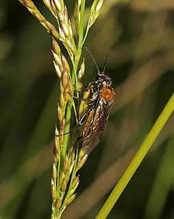<i>Dolerus aericeps</i> Species of sawfly