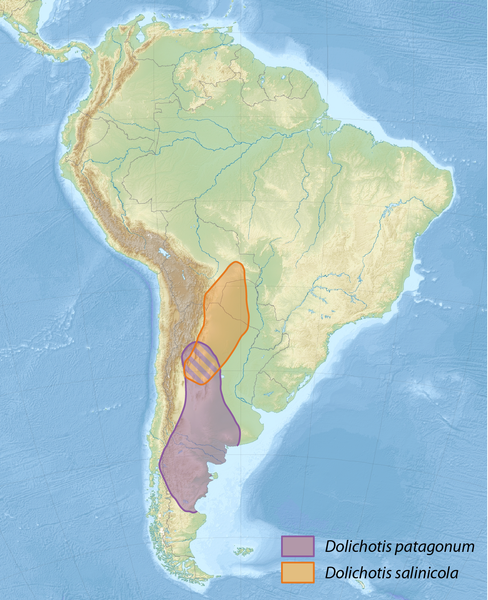 Datei:Dolichotis distribution map.png