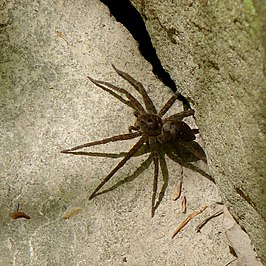 Dolomedes vittatus